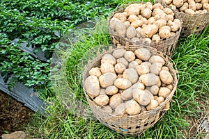 Freshly harvested potatoes