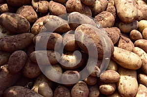 Freshly harvested potatoes straight from the soil photo