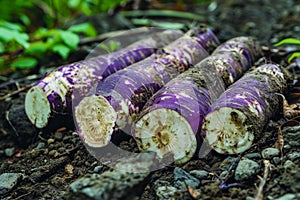 Freshly Harvested Purple Ube Yam Roots on Natural Soil in Organic Garden