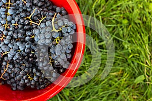 Freshly harvested red grapes in a pannier