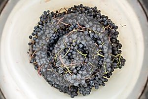 Freshly harvested red grapes in a pannier on a vineyard