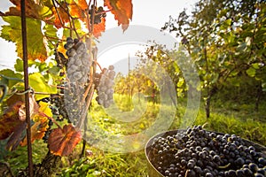 Freshly harvested red grapes in a pannier on a vineyard