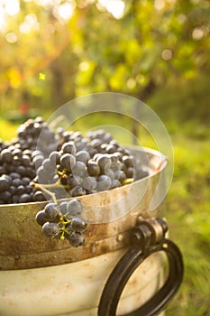 Freshly harvested red grapes in a pannier on a vineyard