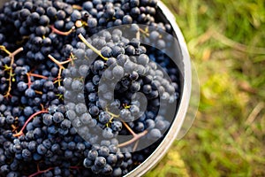 Freshly harvested red grapes in a pannier on a vineyard