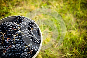 Freshly harvested red grapes in a pannier on a vineyard