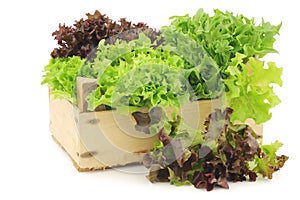 Freshly harvested red and green curly lettuce in a wooden crate