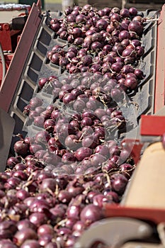 Freshly Harvested Red Onion Bulbs On Conveyor Belt
