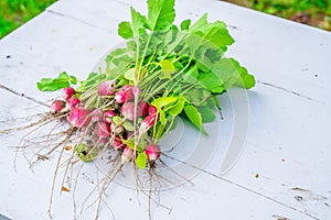 Freshly harvested red radish close-up on a white table