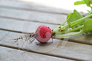 Freshly harvested red radish from the garden with soil on the roots on a wooden table, easy to cultivate and healthy vegetable,
