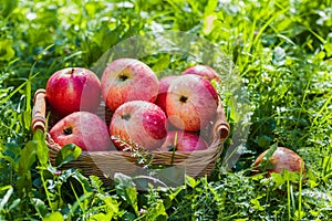 Freshly harvested ripe apples in a small wicker basket on the green grass in the garden. Closeup