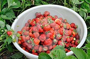 freshly harvested ripe strawberries