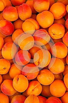 Freshly harvested ripen Apricots in Europe photo