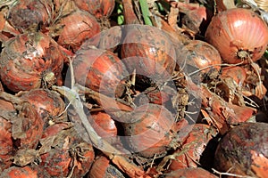 Freshly harvested shallots