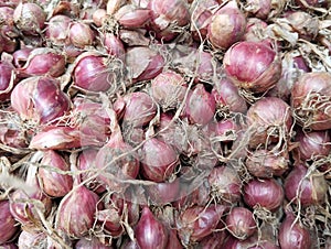 Freshly harvested shallots by farmers