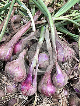 freshly harvested shallots still contain soil