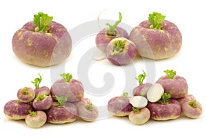 Freshly harvested spring turnips Brassica rapa and a cut one photo
