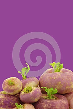 Freshly harvested spring turnips (Brassica rapa) photo