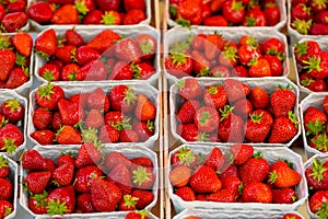 freshly harvested strawberries in boxes