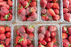 Freshly harvested strawberries ready to eat