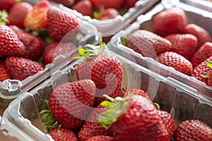 Freshly harvested strawberries ready to eat