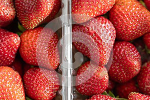 Freshly harvested strawberries ready to eat