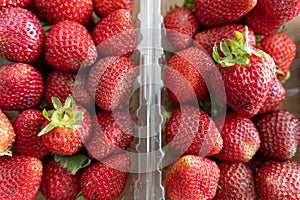 Freshly harvested strawberries ready to eat