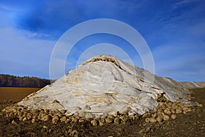 Freshly harvested sugar beets are piled up in a long line in the bare field, covered with clouds against a blue sky, covered with
