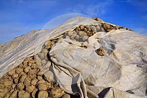 Freshly harvested sugar beets are piled up in a long line in the bare field, covered with clouds against a blue sky, covered with