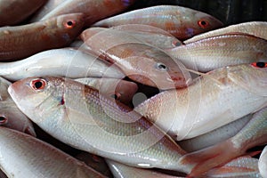 Freshly Harvested Threadfin Bream