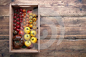 Freshly harvested tomatoes