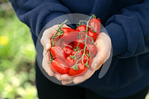 Freshly harvested tomatoes in farmers hands. San marzano tomato