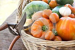 Freshly harvested vegetables