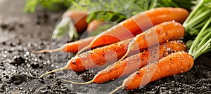 Freshly harvested vibrant carrots pulled from fertile soil in thriving greenhouse garden