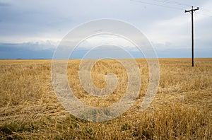 Freshly harvested wheat field, artificial irrigation with rural electrification