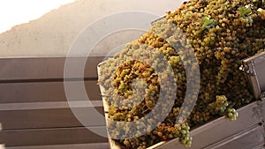 Freshly harvested white grape in corkscrew crusher destemmer, winemaking process destemming process of separating stems