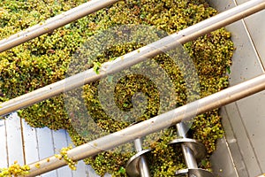 White grape in crusher destemmer, winemaking process photo