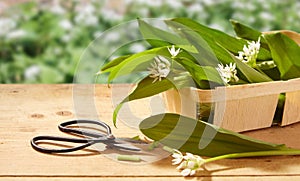 Freshly harvested wild garlic on a garden table