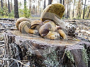 Freshly harvested Xerocomus badius mushrooms lie on the stump in the forest