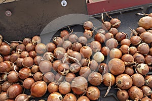 Freshly Harvested Yellow Onion Bulbs On Conveyor Belt