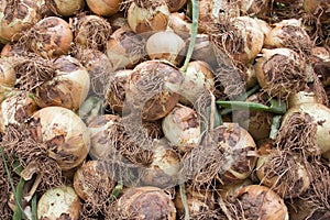 Freshly harvested yellow onions