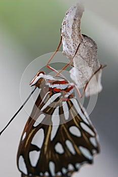 Freshly Hatched Butterfly