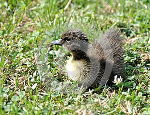 Freshly hatched duck