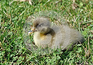 Freshly hatched duck