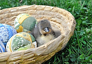 Freshly hatched duck