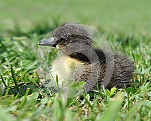 Freshly hatched duck