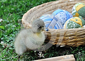 Freshly hatched duck