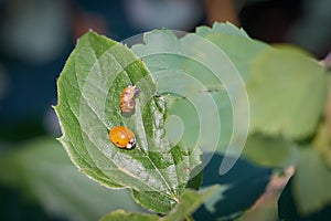 Freshly hatched ladybird with the empty pupa-case