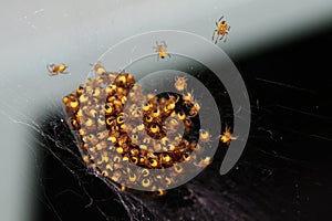 Freshly hatched small cross spiders in a pile