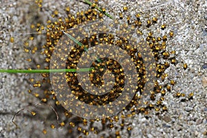 Freshly hatched small cross spiders in a pile