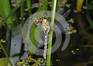 Freshly hatched Southern Hawker